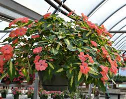 The choice of plants in baskets depends on both the size of the basket and the growing conditions where the basket has to be placed. Top Hanging Baskets For Full Sun Fairview Garden Center