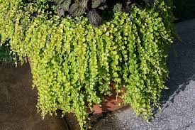 Image result for Lysimachia brevipes