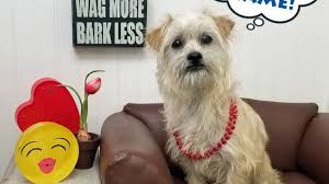 The humane society of tampa bay provides euthanisia services for owned pets in the tampa bay community whom are either too sick or elderly. An Adoption Diary News