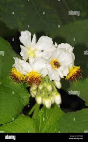 Image result for Sparrmannia