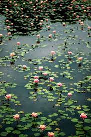 In most flowering plants the perianth parts have a whorled arrangement, in which the parts appear to the most common type of perianth cycly by far is biseriate (also called dicyclic), in which there are two. Water Lilies Image By Wendy Brook On Water Lilies Types Of Flowers