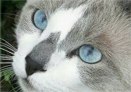Blue Eyed Gray And White Cat Cross Stitch Pattern Cross Stitch Pattern Cat Cross Stitch Gray And Grey White Cat Blue Cats Animals