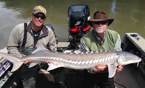 Carl sniffed the air recently among a greater boston river and pronounced, they are here! North Sacramento River Area Fishing Report For March 22 2019