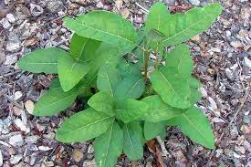 Image result for Harungana madagascariensis