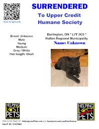 We did not find results for: Do You Know This Cat Lost And Found Pets Of Ontario Facebook