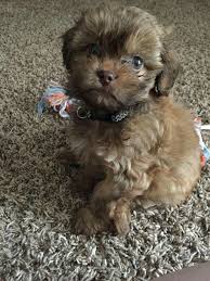 Shih Tzu Yorkie Mix Black And Brown My Shih Poo Louie Shih Poo Pet Care Dogs Cute Animals