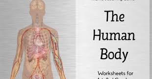 The Human Body Worksheet Packet For 1st 3rd Graders Human Body Worksheets Human Body Homeschool Human Body Activities
