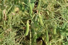 Image result for Pisum sativum