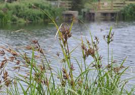 Image result for Bolboschoenus