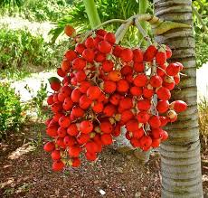 Please check below if the solution we have matches the one in your crossword explorer cameroon level 1838 answers. Red Palm Tree Fruit Photography By Kirsten Giving Artistwebsites Com Palm Tree Fruit Fruit Red Palm Tree