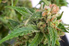 Image result for Cannabaceae