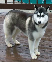 They are 10 weeks old, all females, are fully vaccinated, and potty trained. All White Siberian Husky Picture Dog Breeders Guide