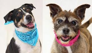 Every pet has a story to tell. Over 20 Michigan Shelters To Participate In Empty The Shelters Day Puppy Leaks