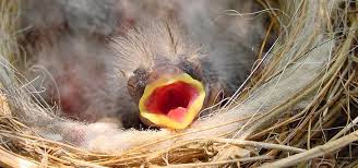 Maybe you would like to learn more about one of these? Picking Up Baby Birds Can Do More Harm Than Good