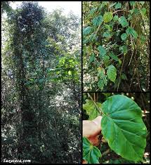 Image result for Begonia meyeri-johannis