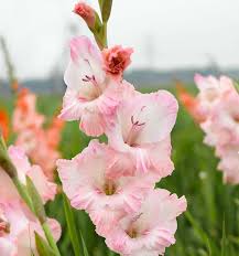 Image result for Gladiolus melleri