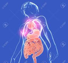 However, there is no universally standard definition of what constitutes an organ, and some tissue groups' status as one is debated. Anatomical 3d Illustration Of The Human Body Of Woman View From Stock Photo Picture And Royalty Free Image Image 136426477