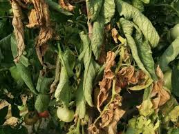Image result for tomato seedling fusarium wilt