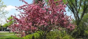 We did not find results for: Crabapple Flowering City Of Grande Prairie