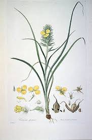 Image result for Anthericopsis sepalosa