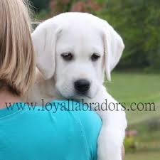 Portentoso's riley dob:august 4, 2017 available puppies 3 yellow males adopted 2 black females $700.00 limi… 95 White Yellow Labs Ideas Labrador Puppies Labrador Retriever