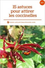 15 Astuces Pour Attirer Les Coccinelles Au Jardin En 2020 Astuce Jardinage Coccinelle Jardins