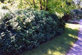 Maybe you would like to learn more about one of these? Clavey S Dwarf Honeysuckle Lonicera X Xylosteoides Clavey S Dwarf In Burlington Waterdown Dundas Ontario Ontario On At Connon Nurseries