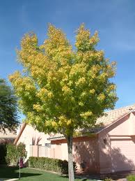 Image result for Fraxinus velutina