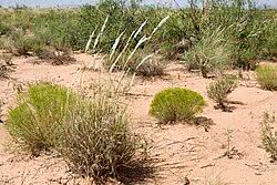 Image result for Digitaria remotigluma