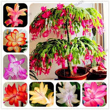 Notice how the flowers hang down. 100pcs Bag Schlumbergera Flores Christmas Cactus Plantas Bonsai Plant New Garden World