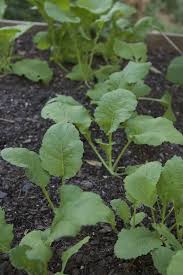 When the roots are harvested young, they can be consumed. When To Plant Turnips Henkkon