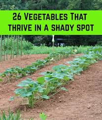 What to grow in a garden in may. 26 Vegetables To Grow In The Shade Growing Vegetables Vege Garden Ideas Vegetable Garden Planning