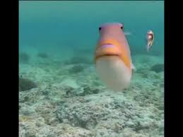 Pretty Fish Kiss Youtube