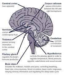About The Brain Headway