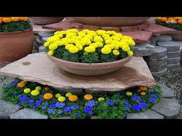 Growing flowers from seed can take some patience, but it's an inexpensive way to fill your garden with color. Easy To Grow Flowers Derrickandmelisa