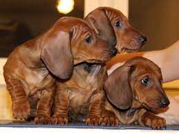 Our puppies come in a variety of colors. Akc Standard Smooth Coat Dachshund Puppies For Sale In Merced California Classified Americanlisted Com