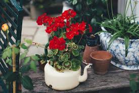 Get it as soon as wed, jul 14. A Beginner S Guide To Growing Flowers In Pots Abc Everyday