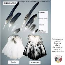 Grey feathers often appear after a turbulent time as a symbol of hope and harmony. Feathers Pass The Feather