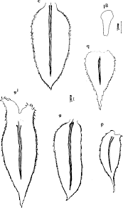 Image result for Selaginella buchholzii