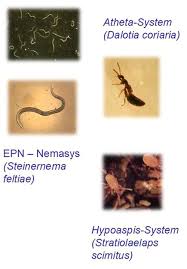 Image result for Enteropogon sechellensis