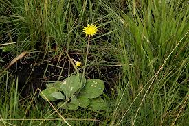 Image result for Haplocarpha