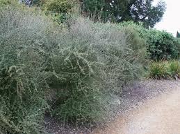 Image result for Oleandra distenta