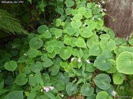 Image result for Streptocarpus myoporoides