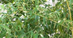 Bambus hat interessante optische eigenschaften. Bambus Als Kubelpflanze Und Sichtschutz Auswahl Pflege Und Passende Pflanzkubel Vivanno