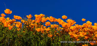Lake elsinore flower bloom 2019. Super Bloom 2019 California Poppies Am Lake Elsinore California Www Wilde Weite Welt De