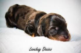 Black And Tan Dapple Dachshund Puppy Dachshund Dachshund Puppies Dapple Dachshund Puppy Dapple Dachshund
