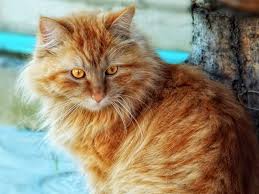 Adorable orange and white kitty. Ginger Cats With Orange Eyes Steemit