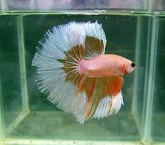808 Yellow Butterfly Hm Male Betta Fish Types Betta Betta Fish