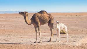 Last month i hosted my first wedding photography workshop in zion national park! Researchers Find Way To Make Camel Milk Safer Food Safety News