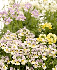 Image result for Nemesia fruticans
